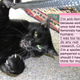 Image for article titled Confused Cats on Tumblr Don't Need Feminism Because They Are Cats